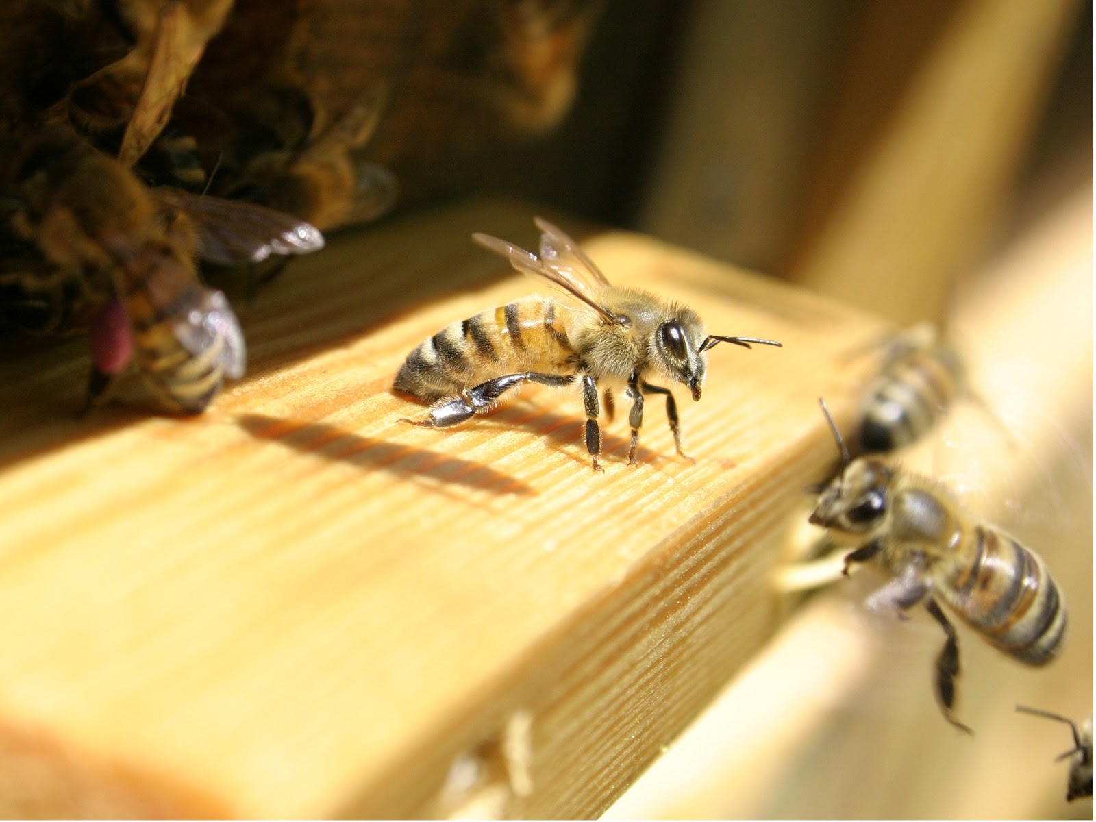 Che Guebee Apiary Rose Colored Pollen