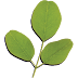 Treating Lupus With Moringa: How Moringa Oleifera Helps Lupus Patients