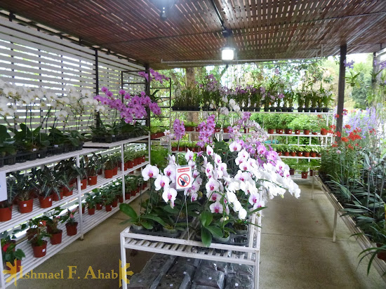 Beautiful flowers for sale at Doi Tung Royal Villa