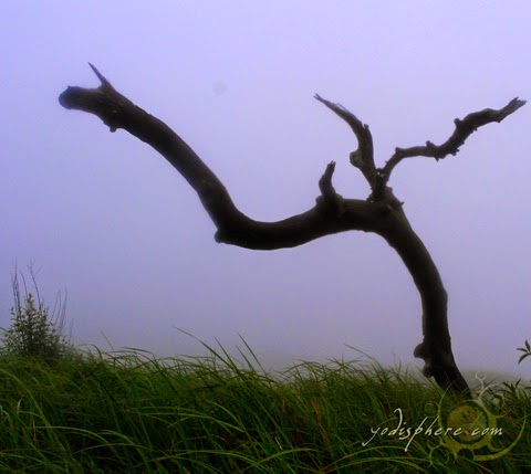 Dead tree against the grassland hover_share