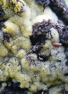 Ceratiomyxa fruticulosa - Cératiomyxie fruticuleuse Ceratiomyxa fruticulosa - Cératiomyxie fruticuleuse