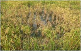 Dampak Bioteknologi Terhadap Lingkungan Dan Kesehatan