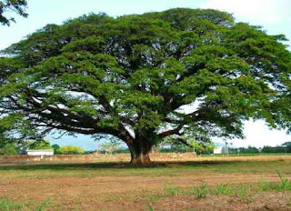 Khasiat Pohon Trembesi Atau Ki Hujan | Khasiat