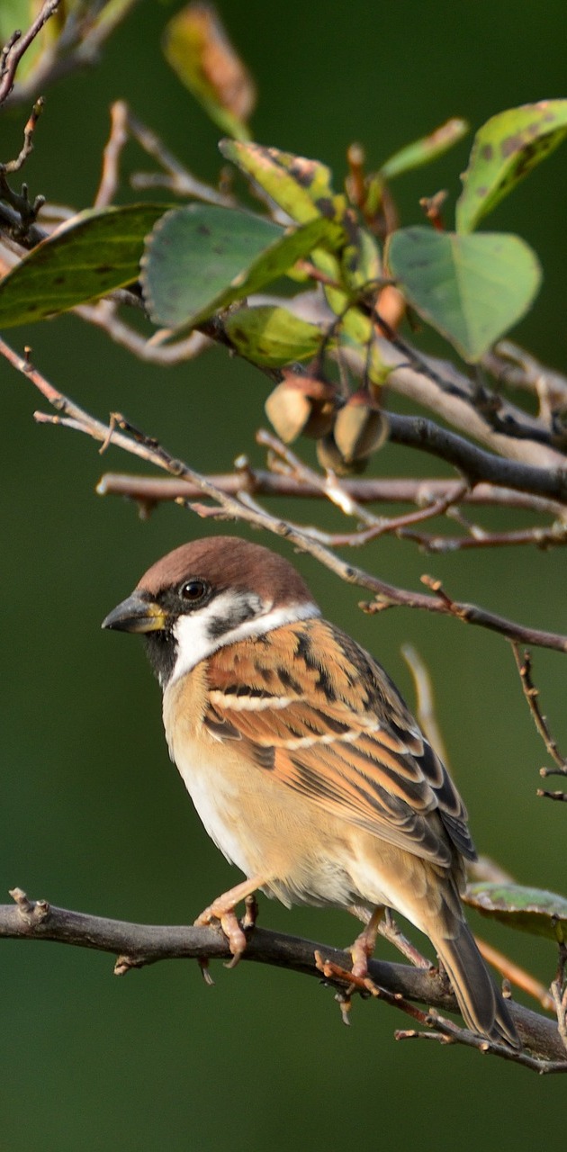 A sparrow outside. A sparrow outside.