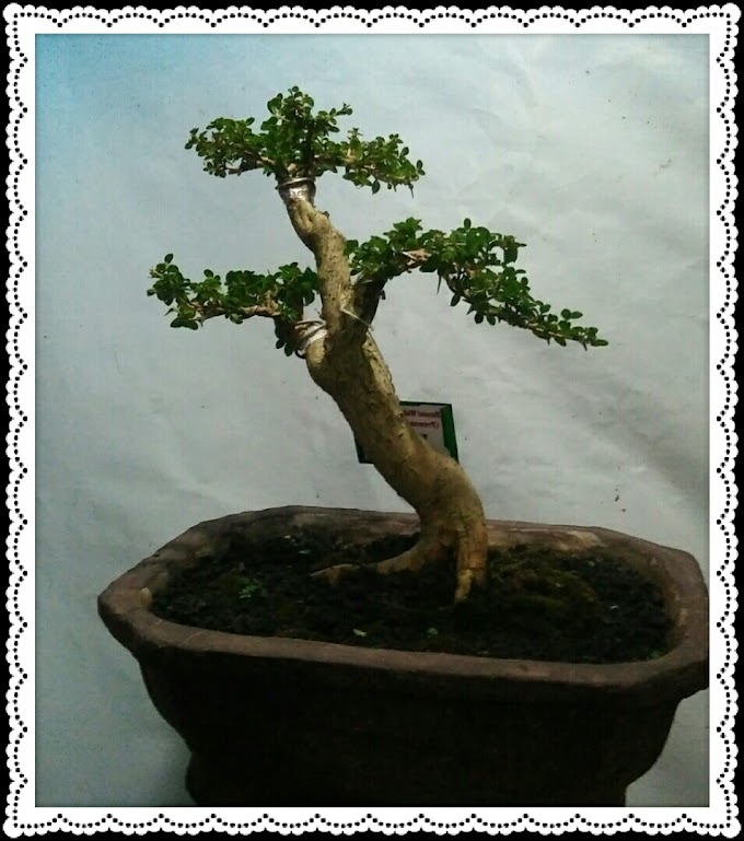 TIPS DAN CARA PRAKTIS MEMBUAT BONSAI MAME