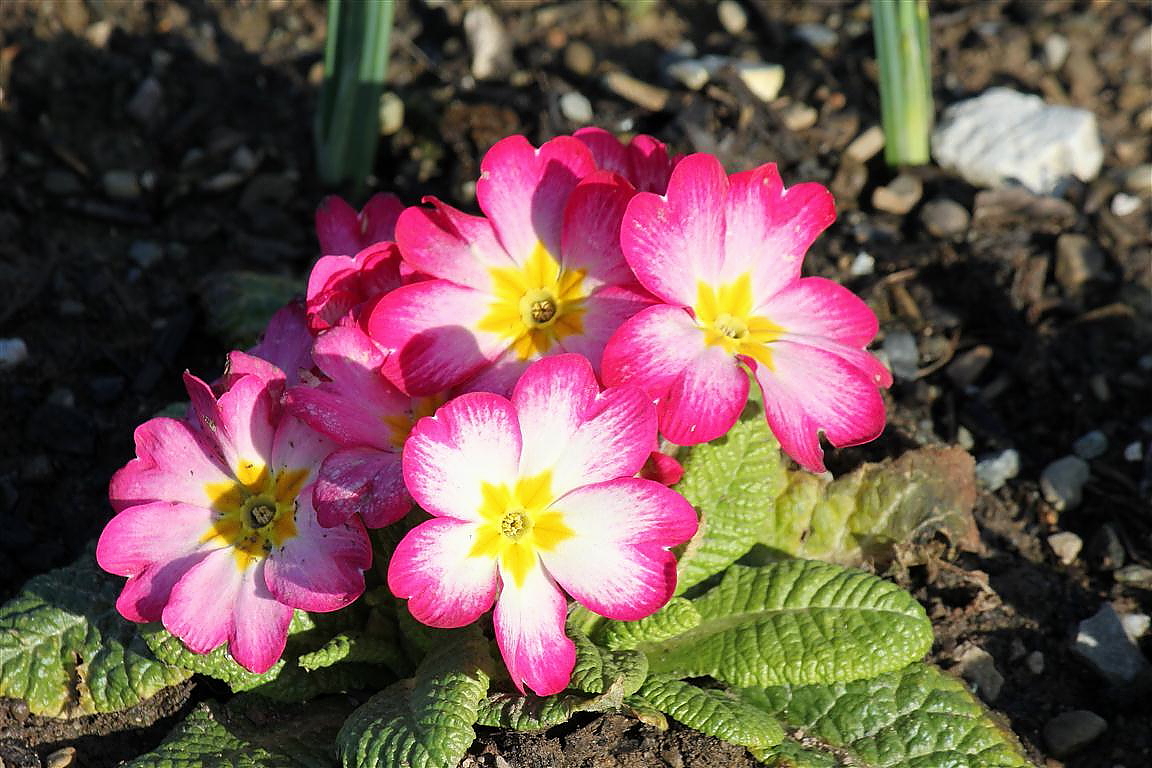 Welcome To The Green Heart Dens Blog Page A Splash Of Colour To 