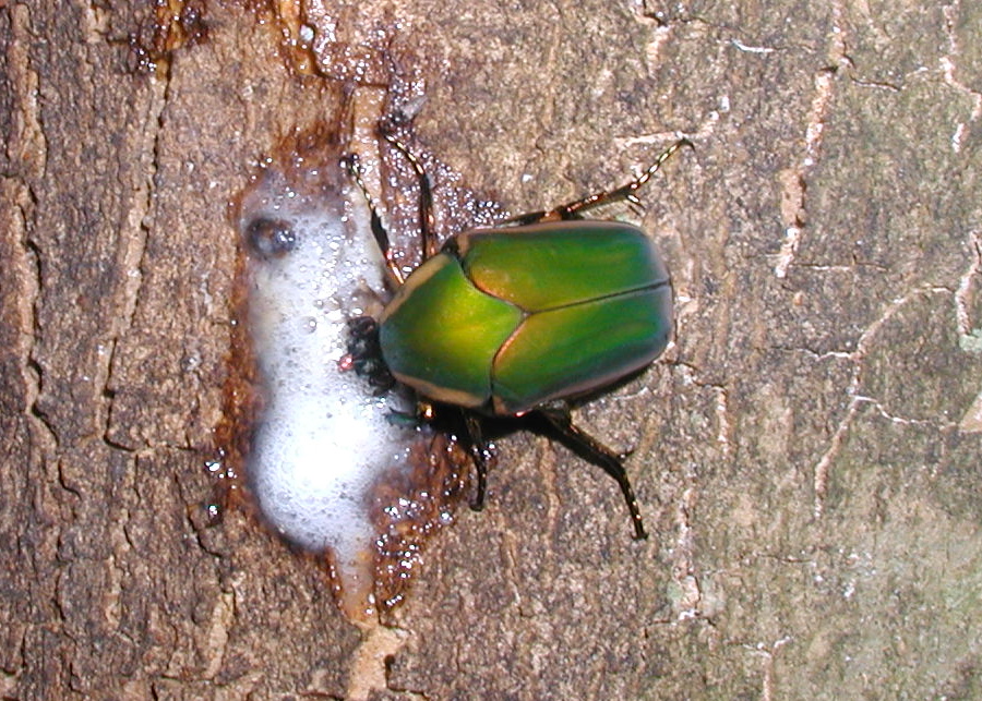 Bittersweet Farms June Bug in Tennessee