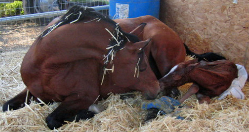 Mares Nest