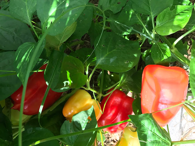 reife Paprika am Strauch (c) by Joachim Wenk reife Paprika am Strauch (c) by Joachim Wenk