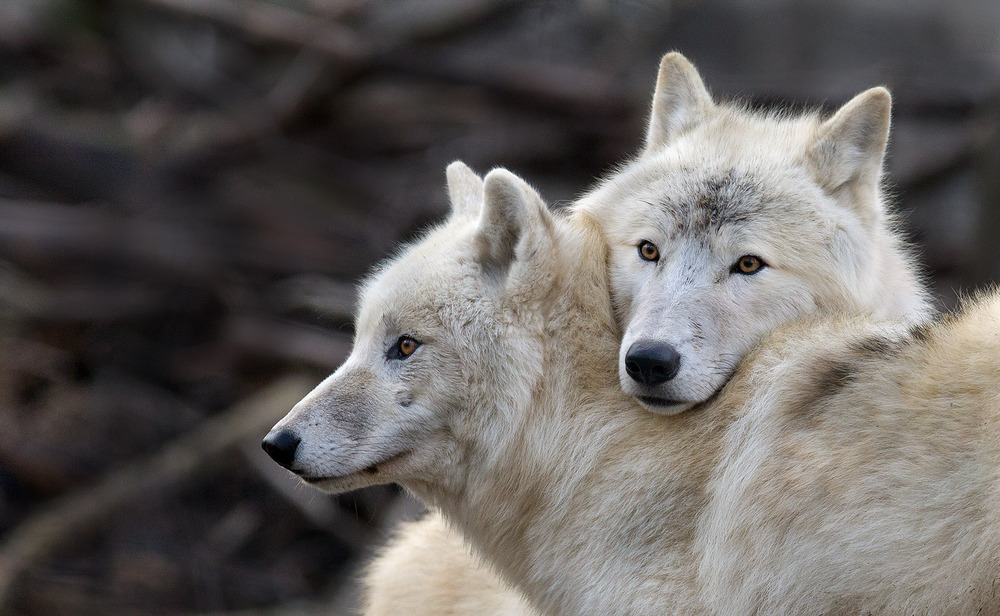 2 Wolves Base : Large Mammoth – Alaska Ivory | Facerisace