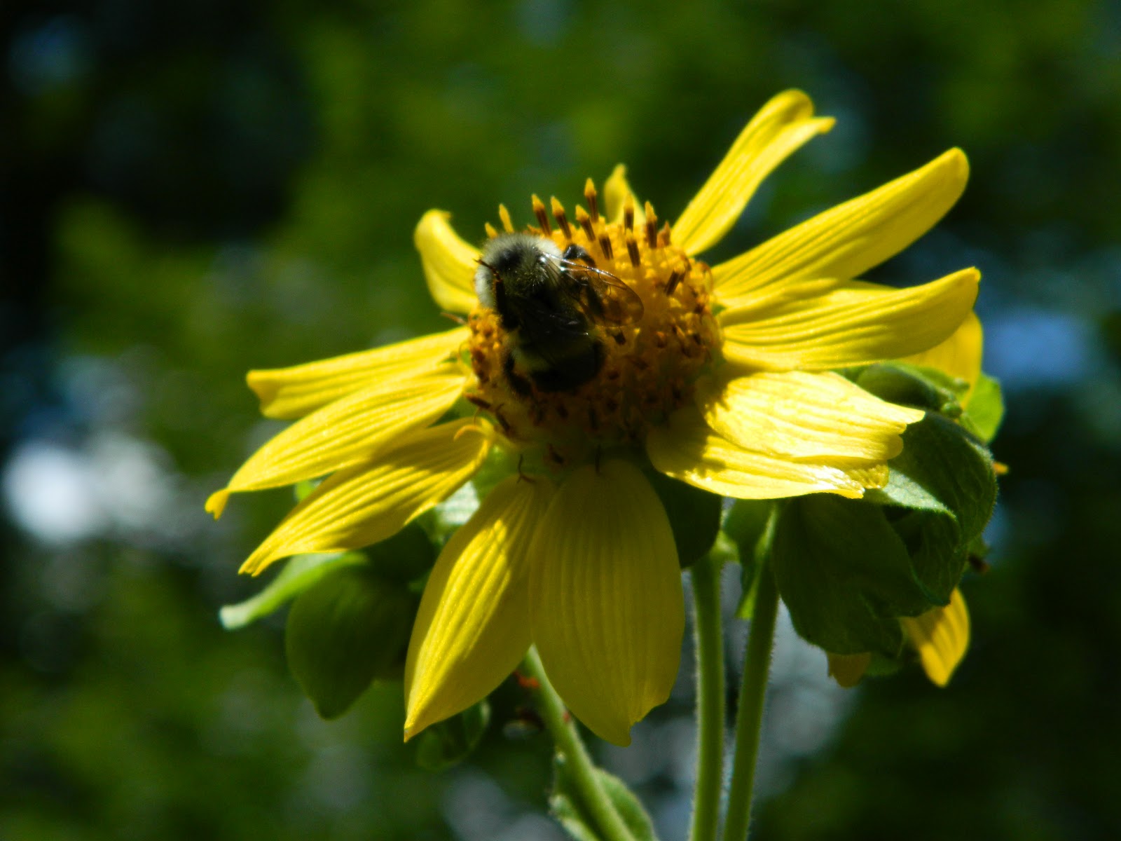 Lise's Log Cabin Life: Lot's of Pollinating Going On