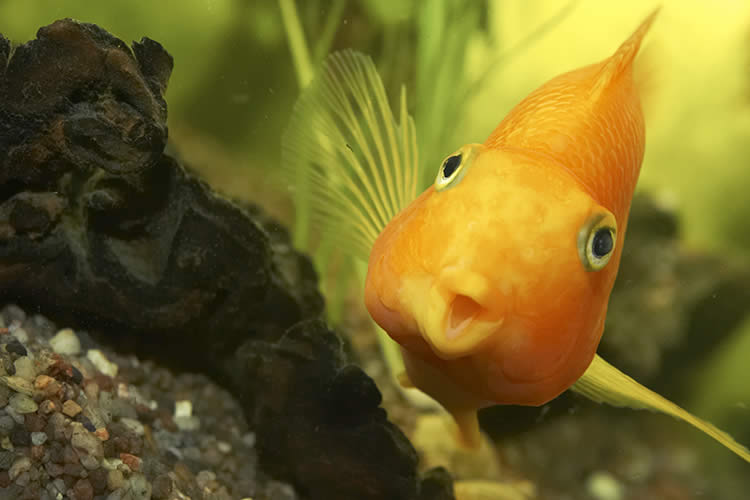bottom feeding goldfish keep notes bottom feeding goldfish Nordstrom