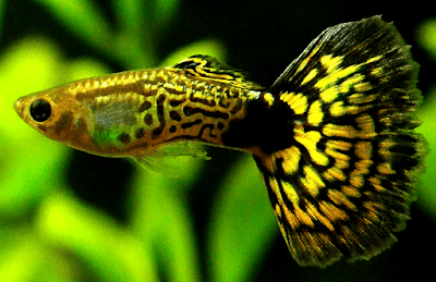 Ikan Guppy Cobra Ikan Guppy Cobra