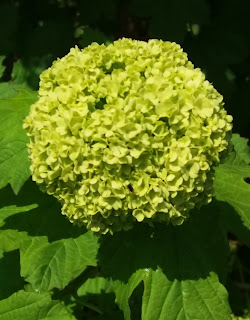 Snebolle viburnum opulus