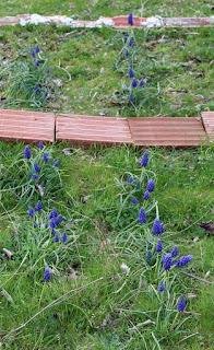 Beautiful early spring flowers Beautiful early spring flowers