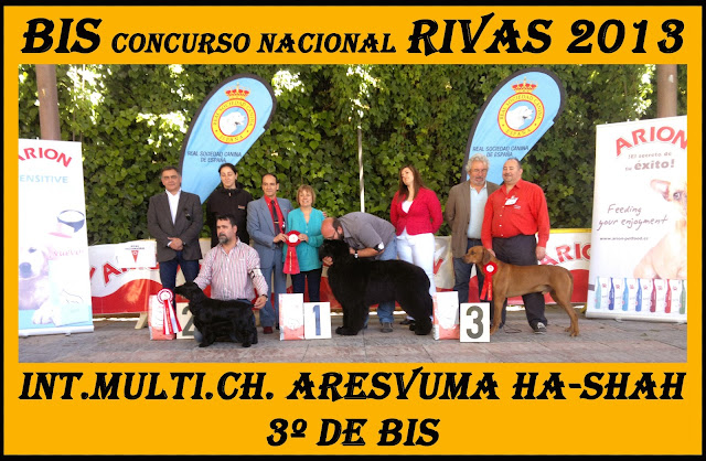 Concurso Nacional Canino Rivas Vaciamadrid. BIS.