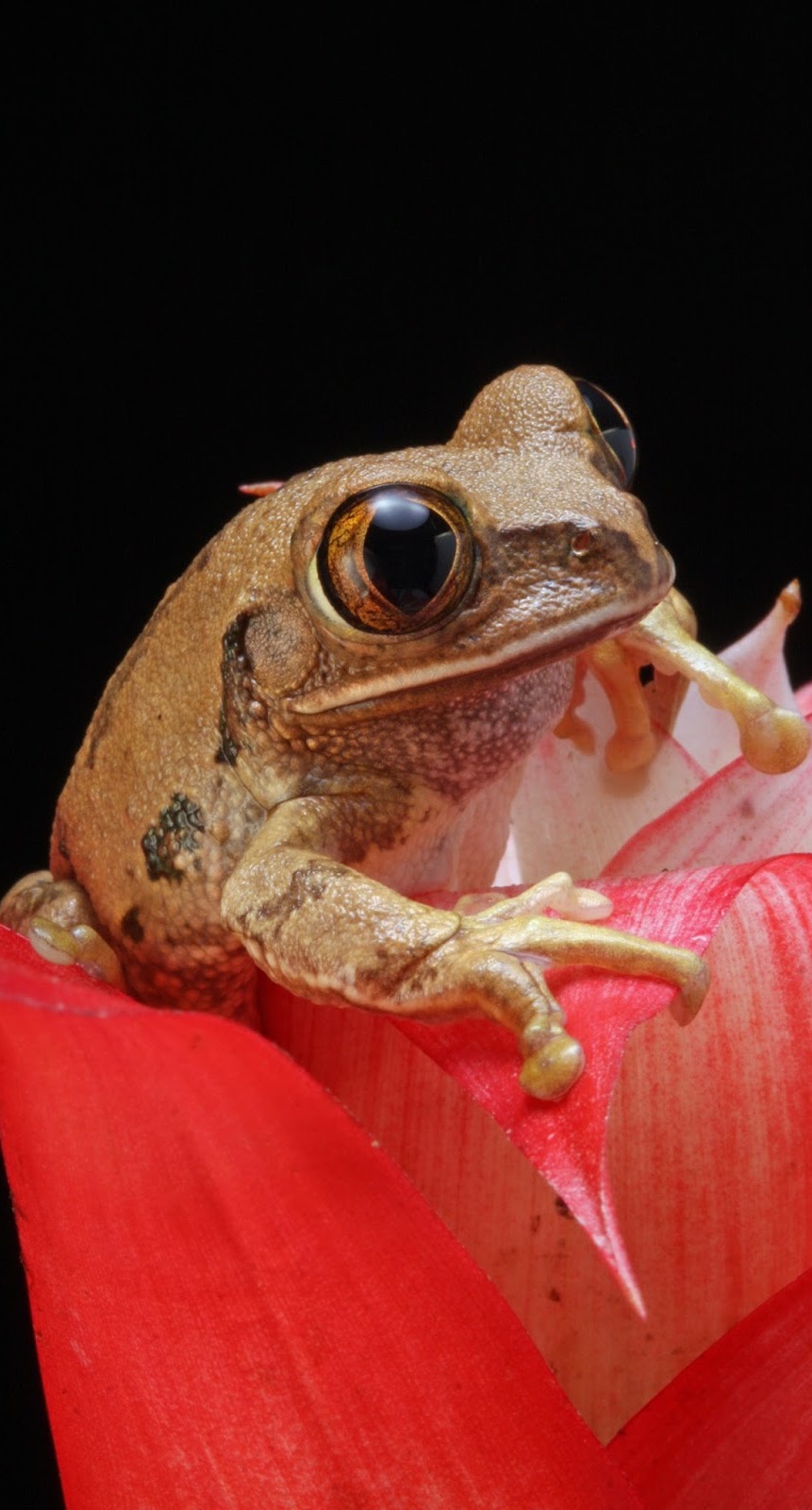 Picture of a frog. Picture of a frog.