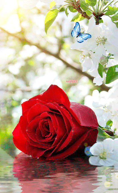 hermosa rosa gif 