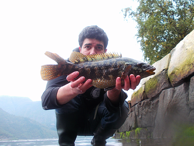Ballan Wrasse Wrasse