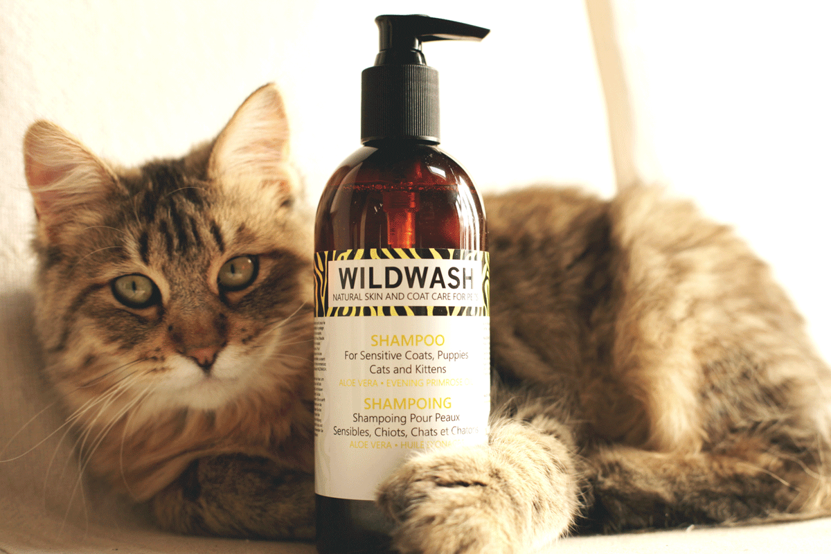 Можно мыть кота мылом. Кошачий шампунь. Шампунь с котиком. Кошачий шампунь для людей. Мыть кота шампунем.