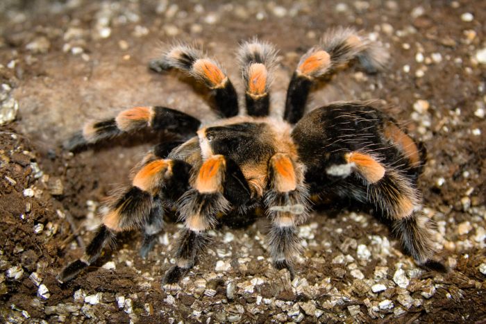 Giant Tarantula spider, Tarantula Pictures, Tarantula