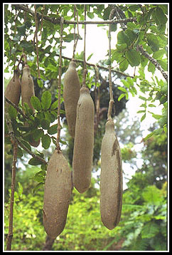kigelia africana alkaloid