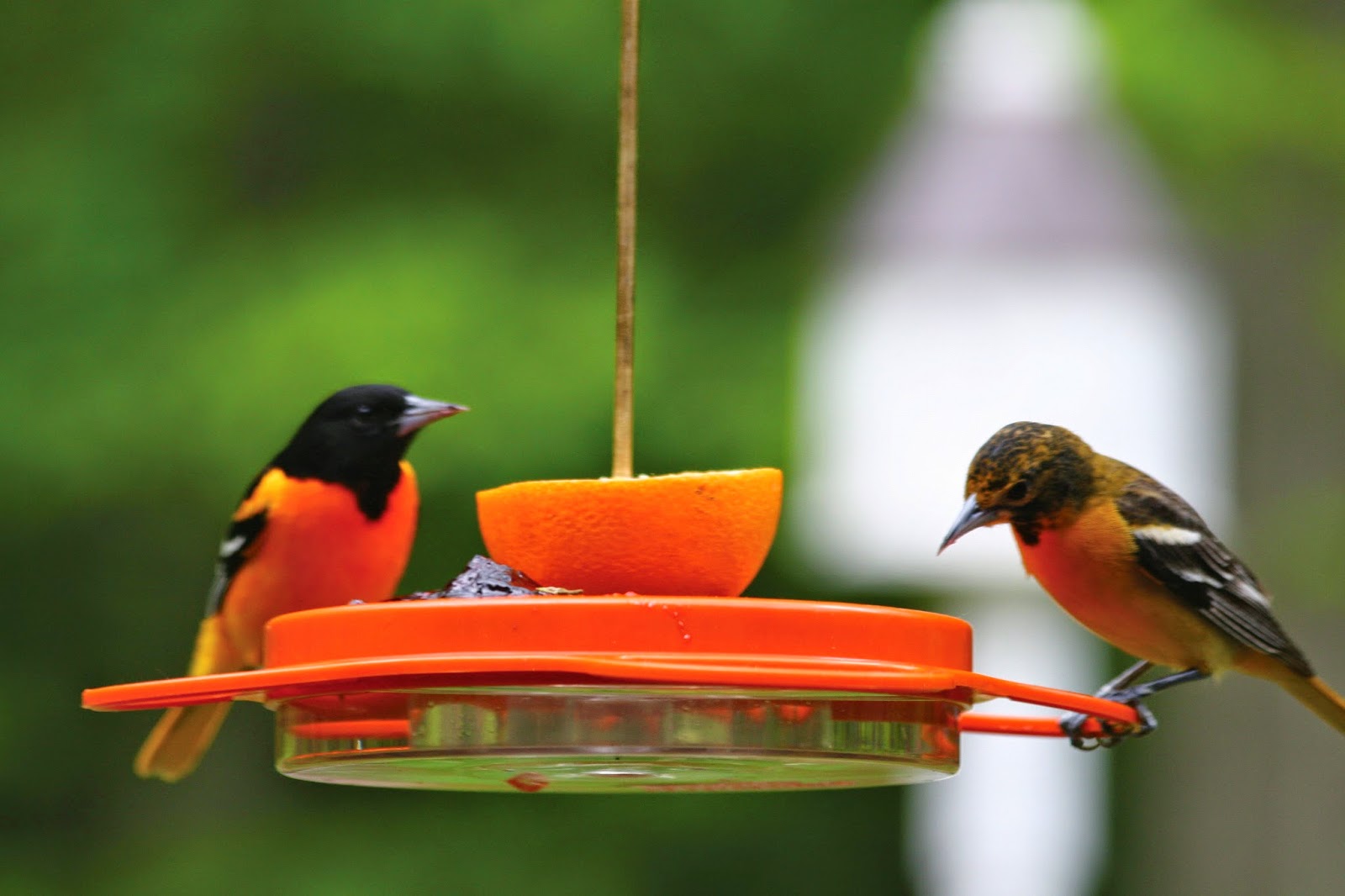 Baltimore Oriole Migration Map 2017