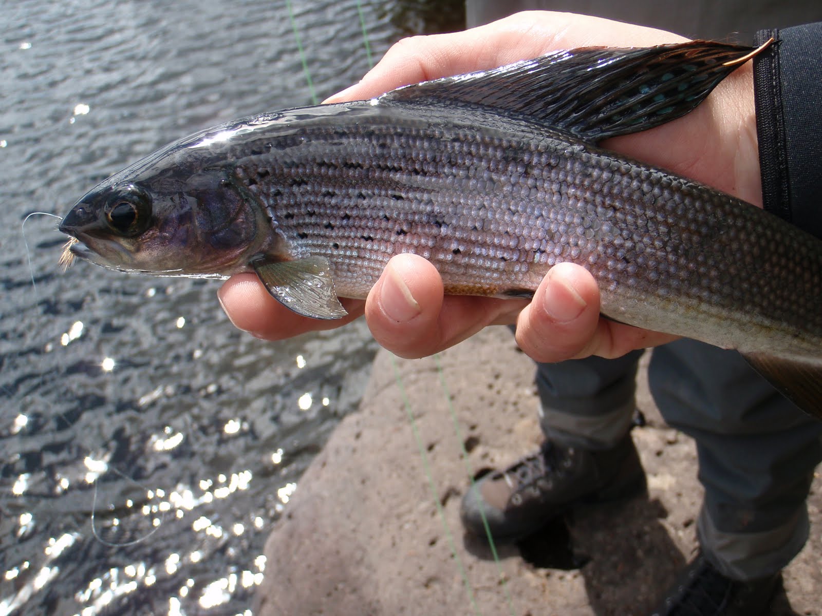 Southern Utah Fly Fishing ,Quiet Fly Fisher Guide Service & Fly Shop
