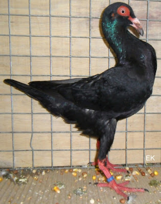 Französische  Bagdette - black pigeons