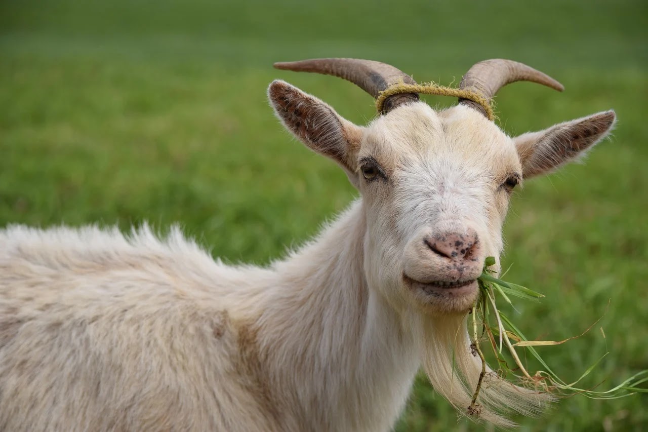 45 Mimpi diseruduk kambing togel