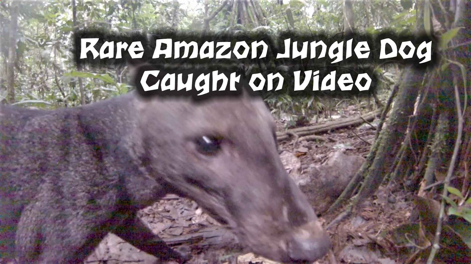 Mountain Mann Survival Rare Amazon Jungle Dog Caught on Video