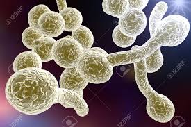 Dieta per combattere la Candidosi - Candida Albicans