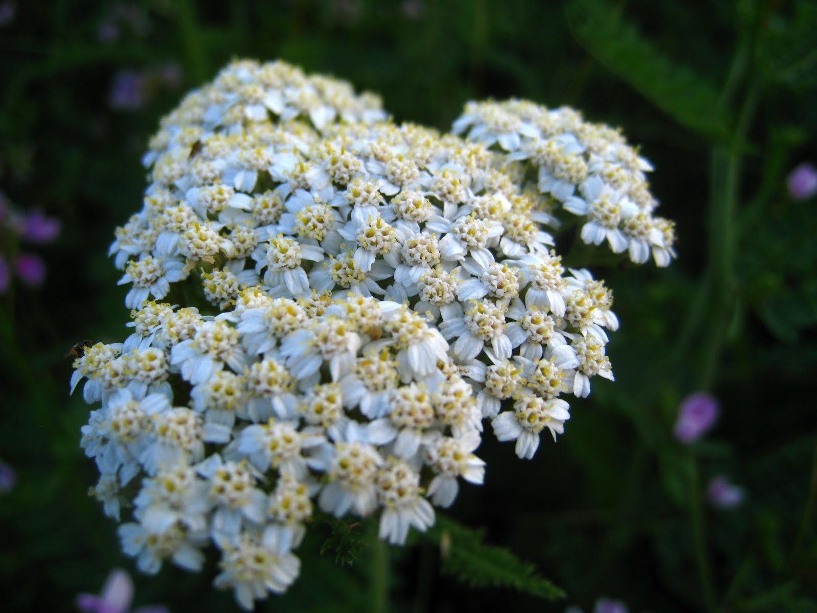 Beauty Of Flowers Common Yarrow