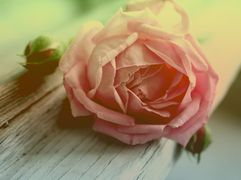 wallpaper de flor papel de parede ~ Links da WEB