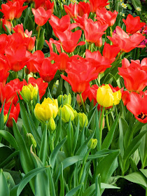 Red yellow tulips Centennial Park Conservatory 2015 Spring Flower Show by garden muses-not another Toronto gardening blog