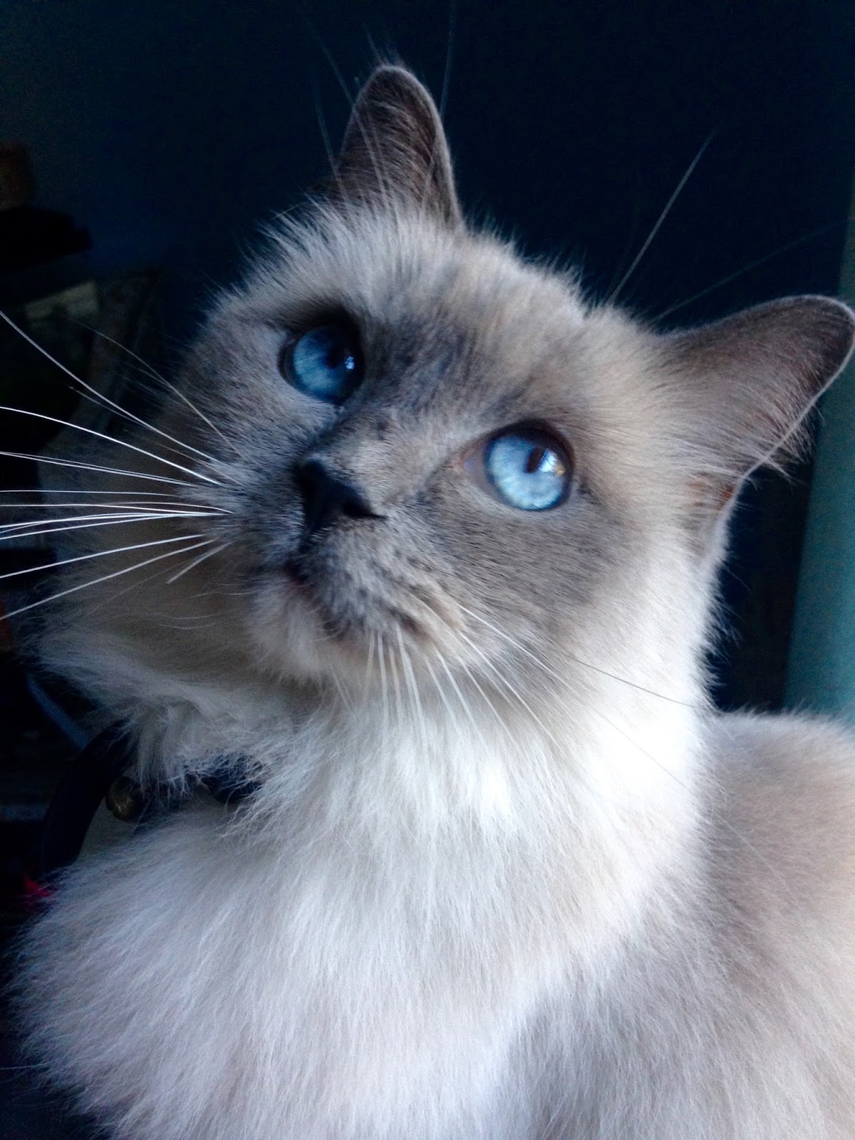 Life with Ragdolls Crystal Blue and Sapphire Blue Eyes