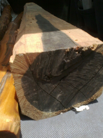 Bangsa Agong: teras kayu penawar hitam (Foto satu Sold)