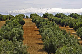 Η καλλιέργεια ελιάς στην Ελλάδα