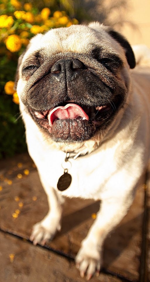 Cute Pug Dog Laughing  Galaxy Note HD Wallpaper