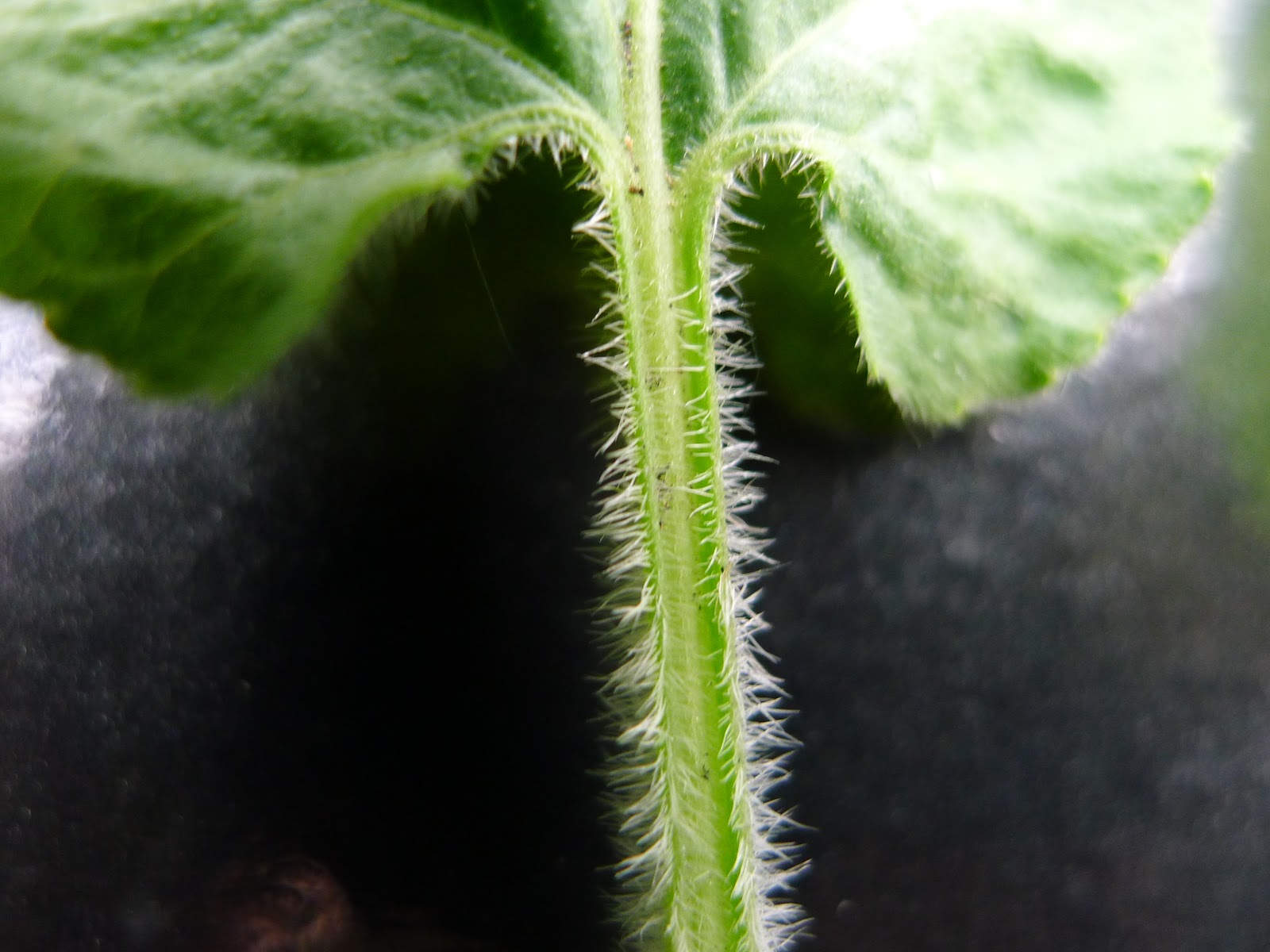 Violets and others Hairy Violet Identification