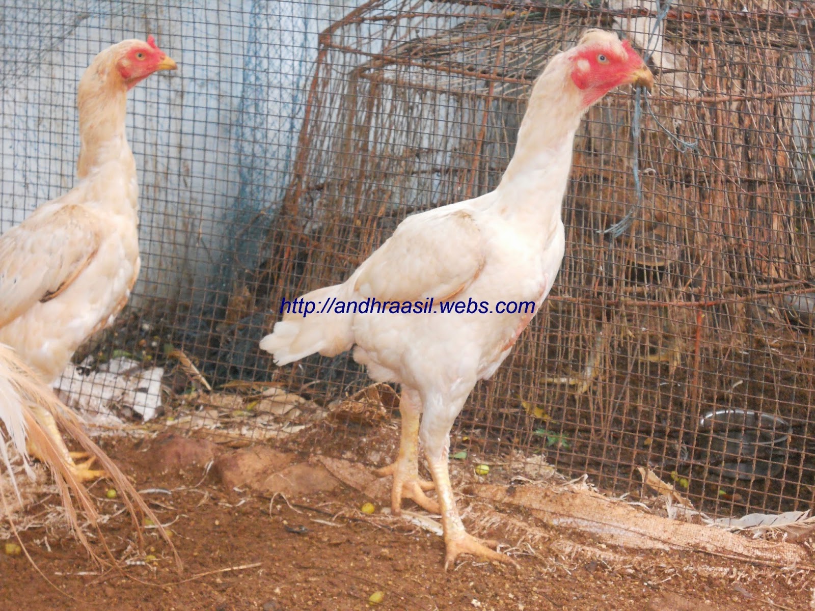 Fighting Rooster my breeding hens