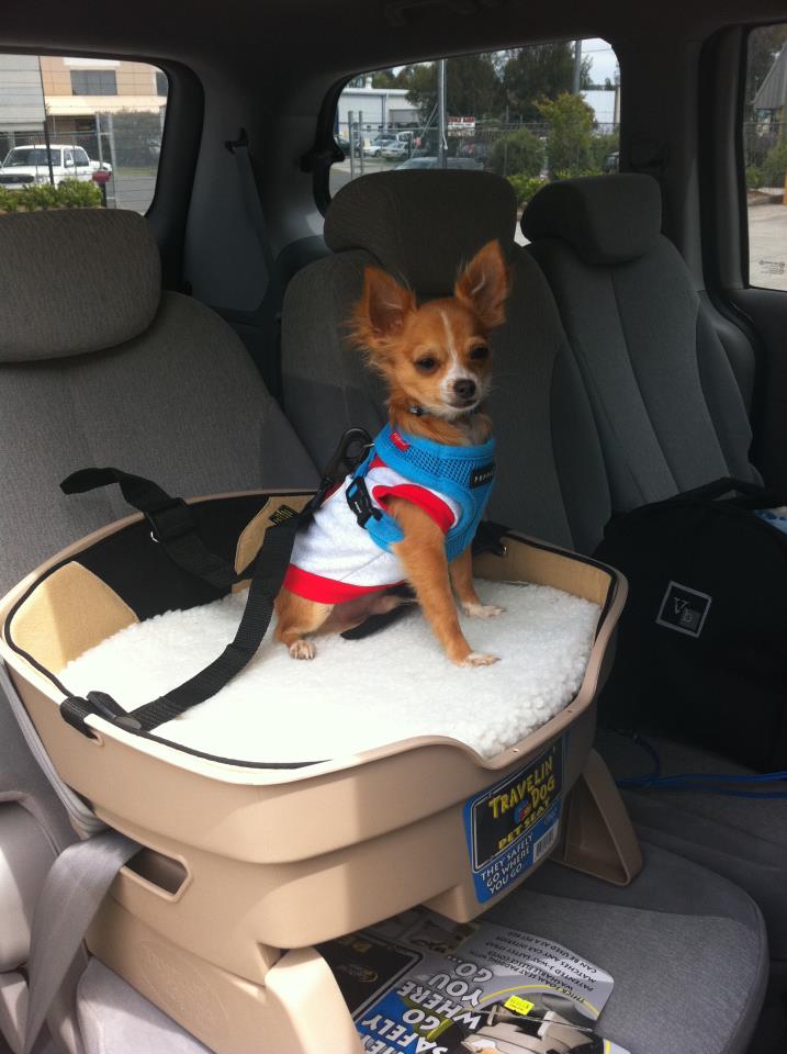 Pets Charming: Travelling Buddy Pet Car Seats
