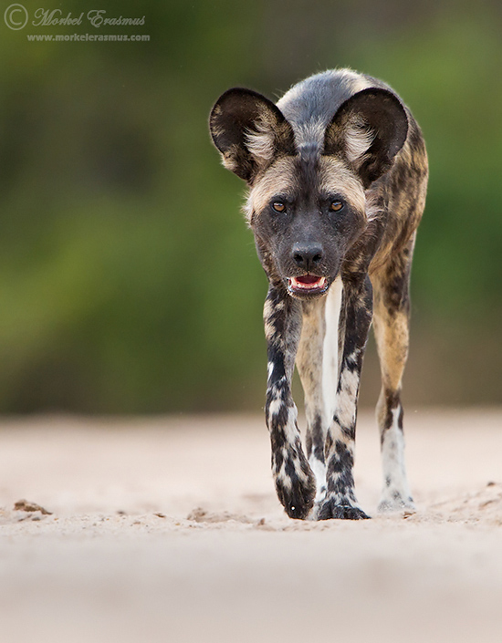 Guest Post: Wild Eye Photo Chat Blog wilddog approach 1 ManaPools 2012
