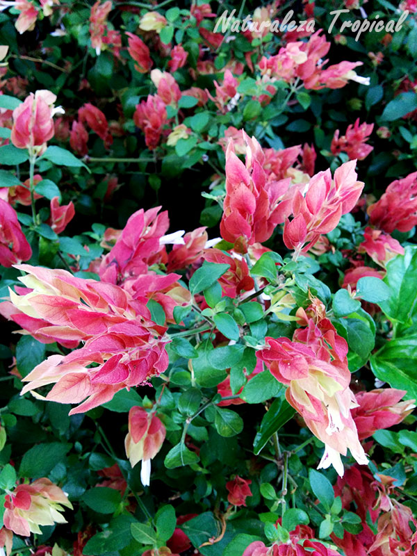 Foto de la planta florecida; Camarón, Justicia brandegeeana