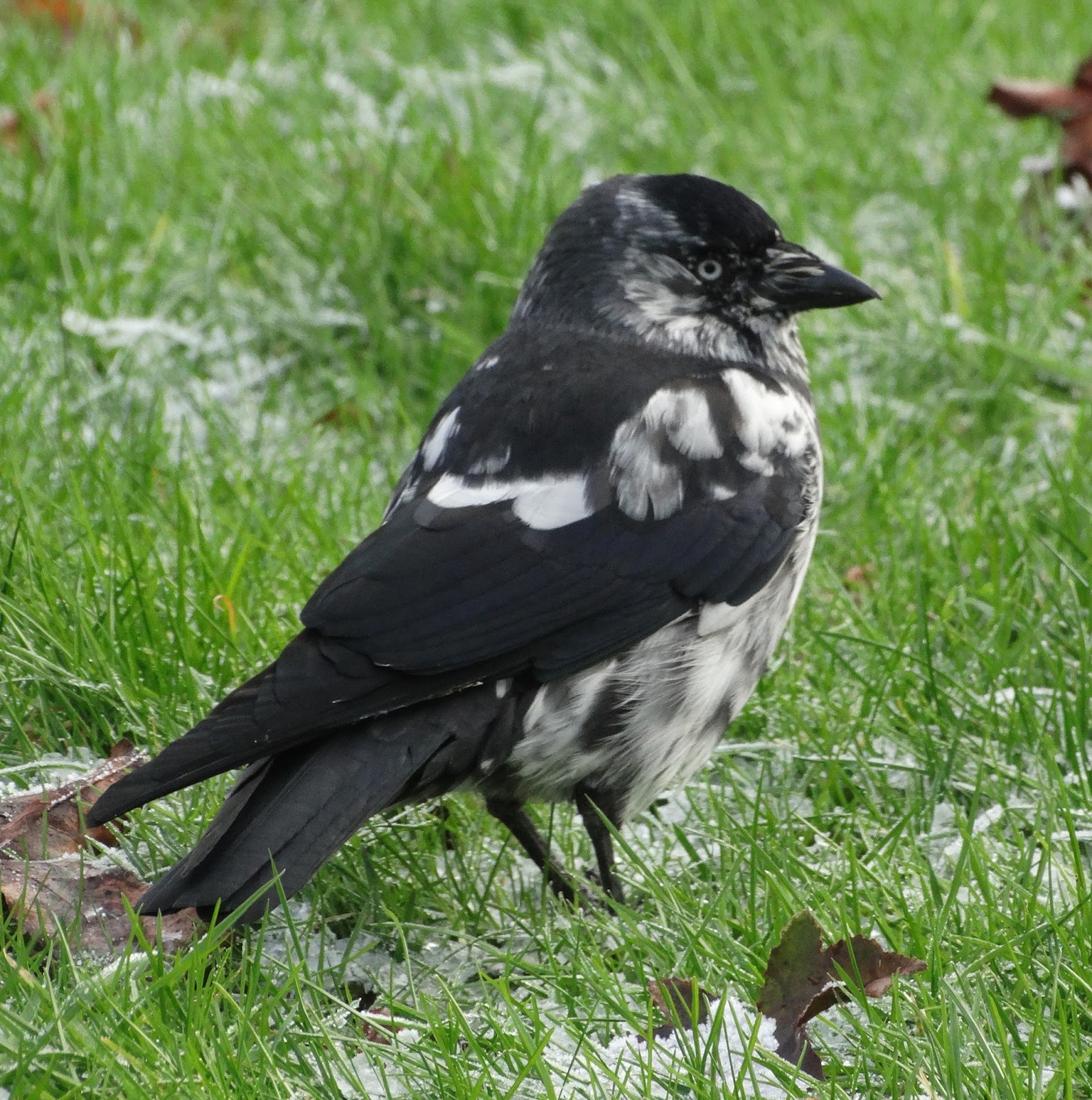oog voor de natuur Kauw. Wit bij wit.