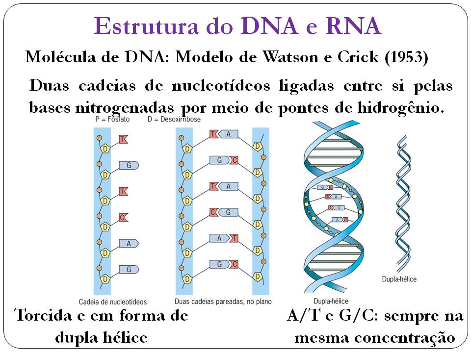 Sobre A Estrutura Do Dna Marque A Alternativa Incorreta