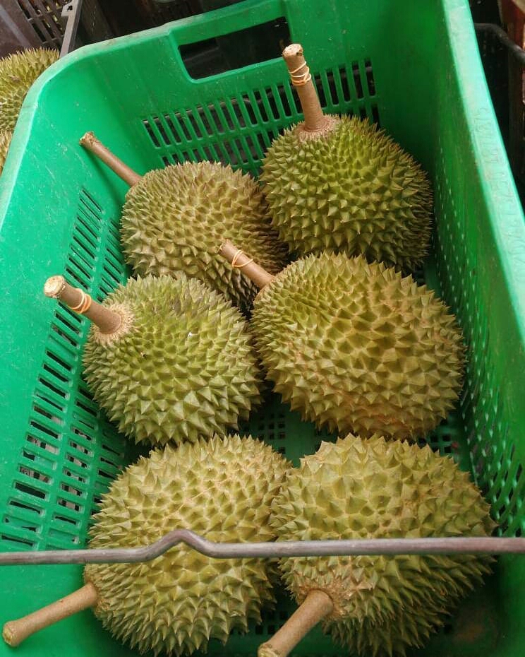 Paling Populer 26+ Download Gambar Durian Lucu Richa Gambar