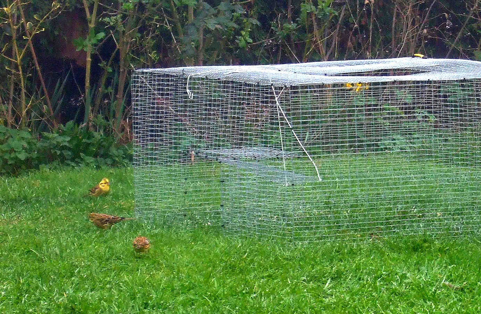 South Notts Ringing Group Cropwell ringing with traps
