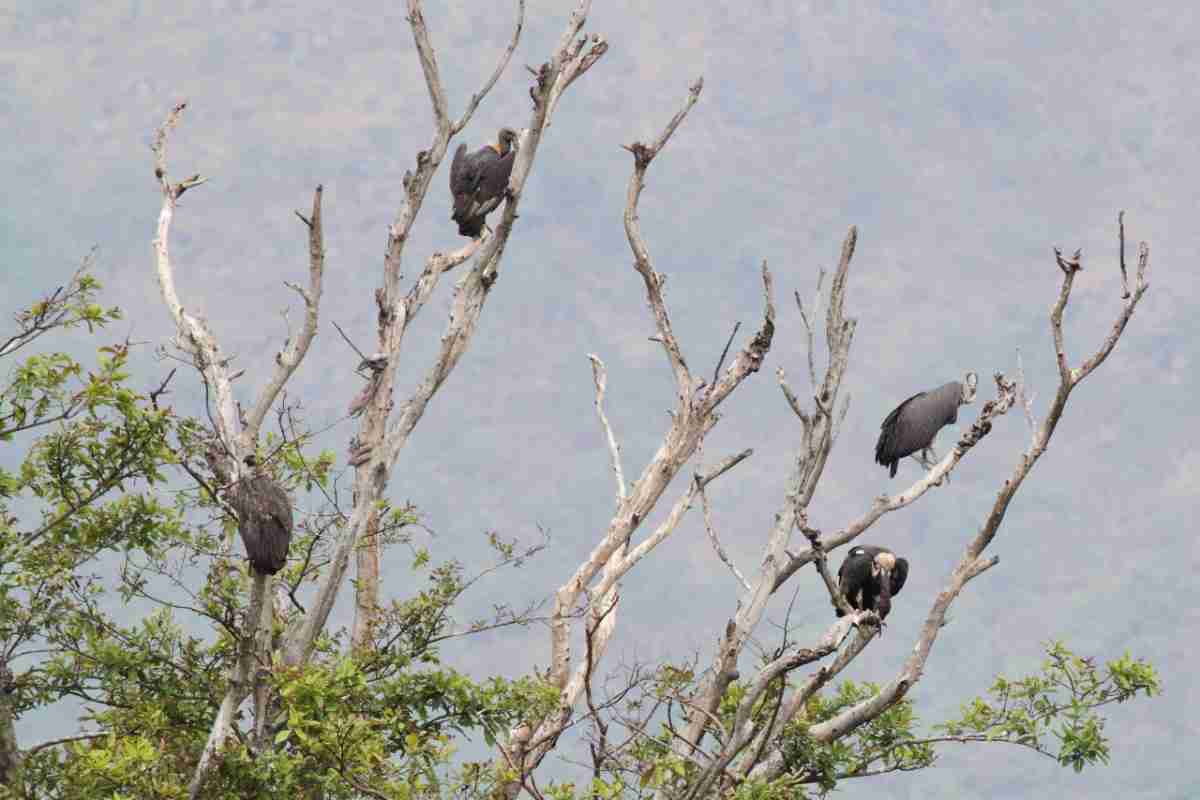 Two pairs of White-rumped Vultures sitting on a tree. Photographed by Vasanthan Panchavarnam