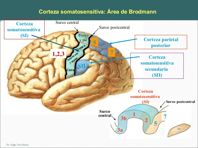 CONOCIENDO MI SISTEMA SENSORIAL